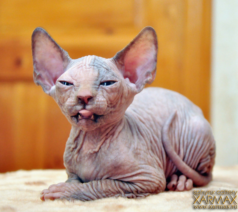 Сфинкс кошка цена